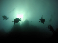   Turtle diver silhouettes Cocos Island. Island  